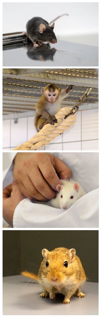 Collage mit Maus, Affe, Ratte und Gerbil