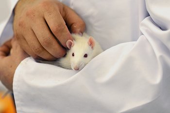 Ein Tierpfleger hat eine Ratte auf dem Arm. Er oder sie selbst ist nicht zu sehen.