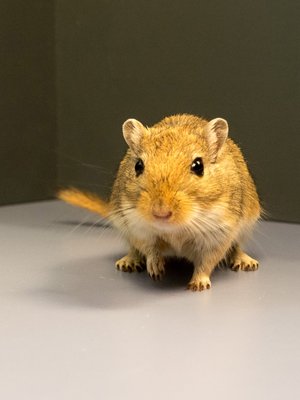 Gerbil