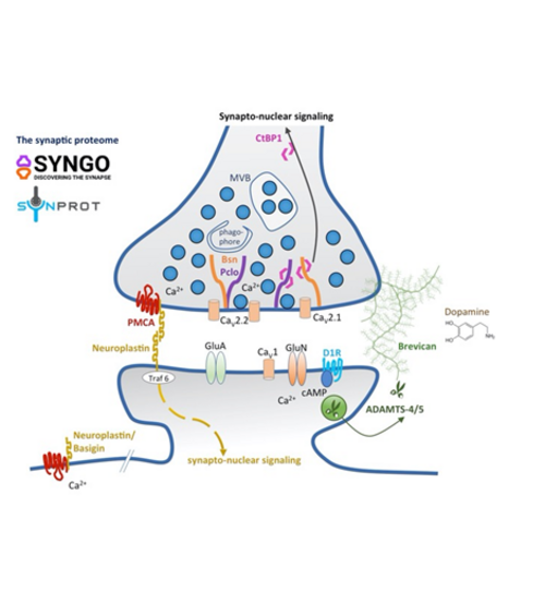 Schematische Darstellung der Funktionsweise von Synapsen