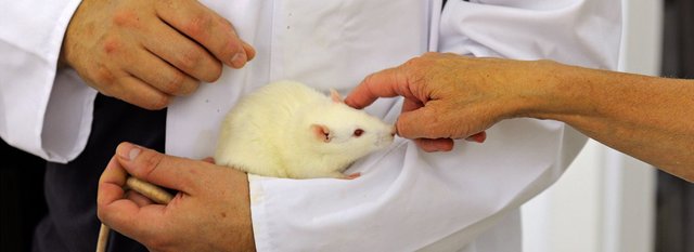 Forschende Person hält Ratte auf dem Arm