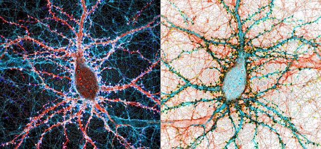 2 Nervenzellen unter dem Mikroskop