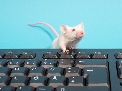 Maus drückt auf Computertastatur