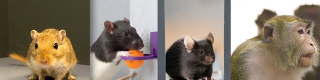 Im LIN lebende Tiere: Gerbil, Ratte, Maus und Affe