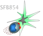 Logo des Sonderforschungsbereiches 854