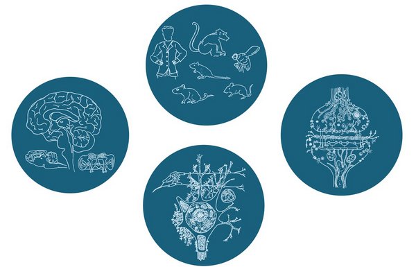 4 Forschungsschwerpunkte im Überblick: verschiedene Gehirnformen, Human- und Tierversuche, Synapse und Nervenzelle