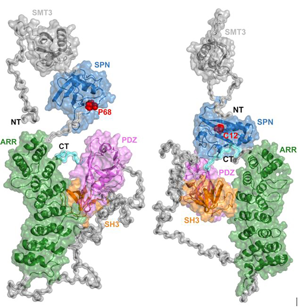 Darstellung der Genmutationen im Modell