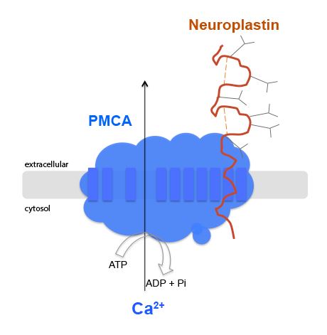 Schema wie eine Calciumpume in den Zellen funktioniert